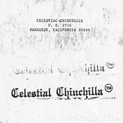 Celestial Chinchilla Violet chinchillas pelts Loyd Sullivan PSK Chinchilla